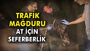 Trafik mağduru at için seferberlik