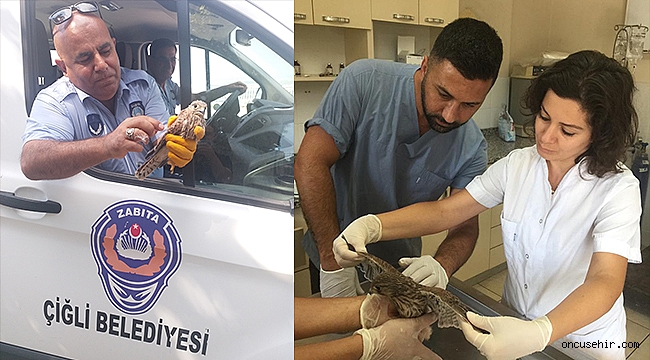 Çiğli'de zabıta memurları yavru kartalı kurtardı