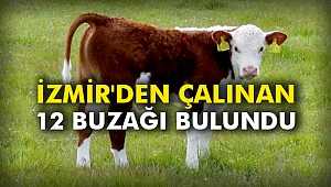 İzmir'den çalınan 12 buzağı bulundu