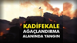 Kadifekale ağaçlandırma alanında yangın