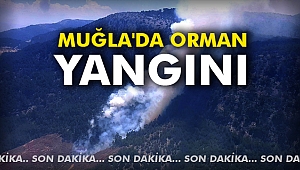Muğla'da orman yangını