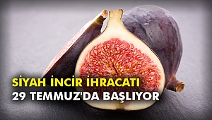 Siyah incir ihracatı 29 Temmuz'da başlıyor