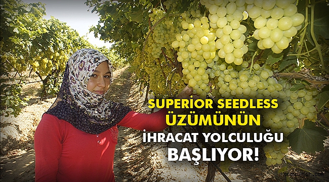 Superior seedless üzümünün ihracat yolculuğu başlıyor!