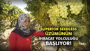 Superior seedless üzümünün ihracat yolculuğu başlıyor!