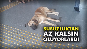 Susuzluktan az kalsın ölüyorlardı