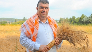 Tarihi Değeri Olan Karakılçık Buğdayının Hasadı Başladı