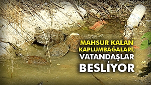 Mahsur kalan kaplumbağaları, vatandaşlar besliyor