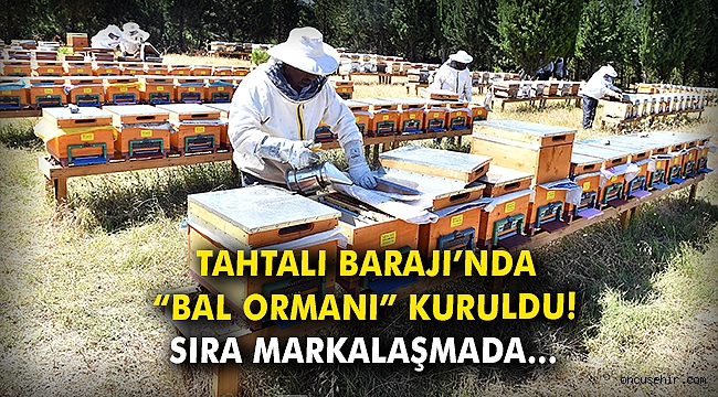 Tahtalı Barajı’nda “bal ormanı” kuruldu! Sıra markalaşmada…