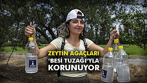 Zeytin ağaçları