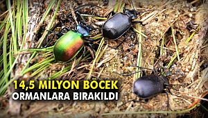 14,5 Milyon böcek ormanlara bırakıldı