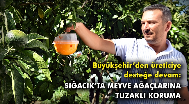 Büyükşehir’den üreticiye desteğe devam: Sığacık’ta meyve ağaçlarına koruma