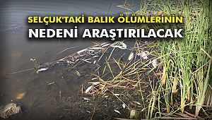 Selçuk'taki balık ölümlerinin nedeni araştırılacak