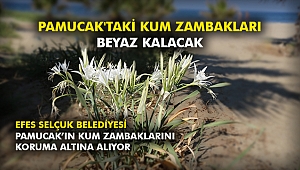 Pamucak'taki Kum Zambakları beyaz kalacak