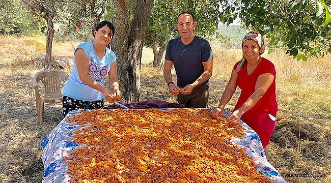 Urla Tarhana Şenliği başlıyor