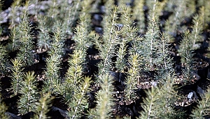 11 Kasım 'Milli Ağaçlandırma Günü' ilan edildi