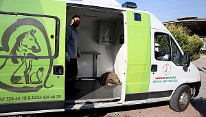 Bostanlı sahilinde caretta caretta alarmı