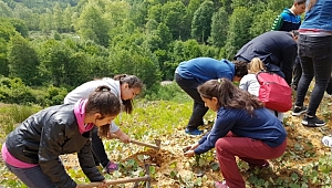 Bu kez öğrenciler öğretmenleri için fidan dikecek