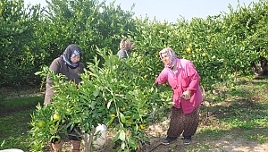 Menderes'te mandalina festivali zamanı