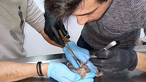 Yavru kumruyu Menderes Belediyesi kurtardı