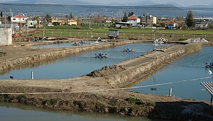 “Balıkta KDV yüzde 8'den yüzde 1'e indirilsin”