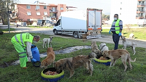 Buca Belediyesi’nden soğuk havada can dostlarına mama desteği