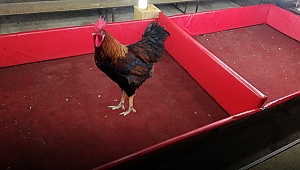 İzmir'de horoz dövüştürülen derneğe operasyon