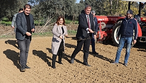 Tire'de 50 dönümlük arazide karakılçık buğdayı ekildi