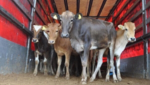 Urla'dan çaldığı kamyonetle Seferihisar'da hayvan hırsızlığı yaptı!