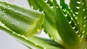 Aleo vera bitkisinin faydaları nelerdir? Aloe vera bitkisi nasıl kullanılır?