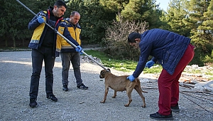 Buca veterinerliğinden kırsala uyuz çıkarması