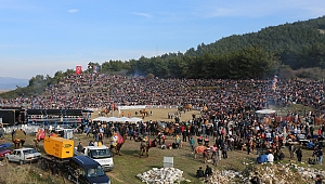 Efes Selçuk deve güreşlerine hazır