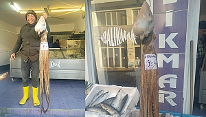 İzmir'de 9,5 kilogram ağırlığında ahtapot yakalandı