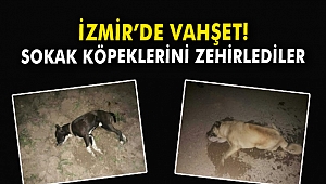 İzmir'de vahşet! Sokak köpeklerini zehirlediler
