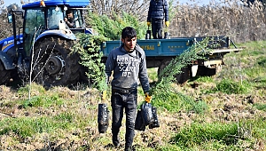 İZSU’dan Tahtalı Havzası’na 1 milyon 109 bin fidan