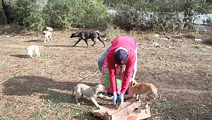 Menderes’te sokak hayvanlarına mama desteği