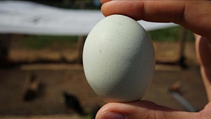 Mobilya, yumurta ve su ürünlerinde KDV indirimi!