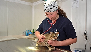 Narlıdere’de 7 bin 300 hayvana sağlık hizmeti