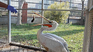 Pelikan Şakir sağlığına kavuştu, evine döndü