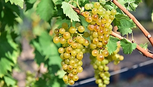 Bornova Misketi için yeni bağ oluşturuluyor