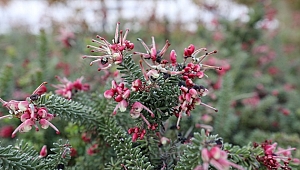 Gaziemir Belediyesi’nden su kaynaklarını korumak için çalı üretimi!