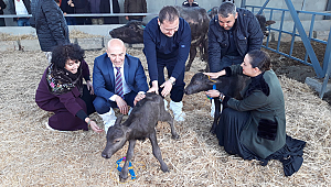 İtalyanlara İzmir Mozarellası yedireceğiz