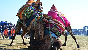 Pehlivan develer Torbalı’da 12.kez güreşti