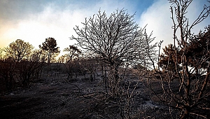 Yangınların en büyük etkeni belli oldu