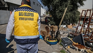 Araba lastikleri mama kabı oldu