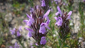 Büyük iddia: Dağ kekiği corona virüsün doğal ilacı...