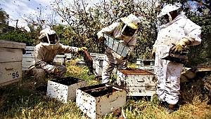 Karşıyaka’nın köyleri arıcılıkla kalkınacak