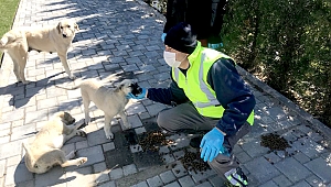 Sokak hayvanları corona mağduru olmasın!