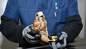 Yaralı atmaca Narlıdere'de tedavi edildi