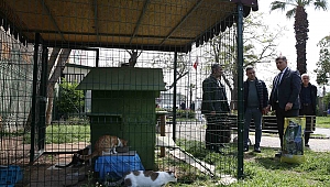 Başkan Tugay sokak hayvanlarına mama dağıttı