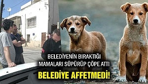 Can dostların mamalarını süpürüp çöpe attı.... Belediye affetmedi!